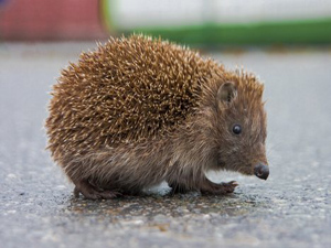 Is your business a hedgehog?